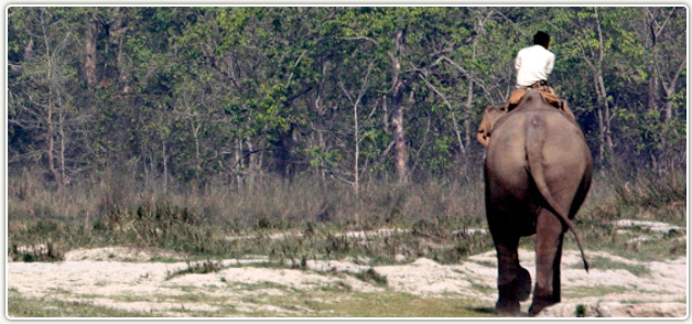 Jugle Safari in Nepal